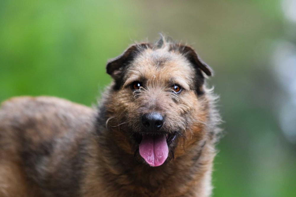 MARAKAN - terierowaty, przyjacielski, idealny kompan