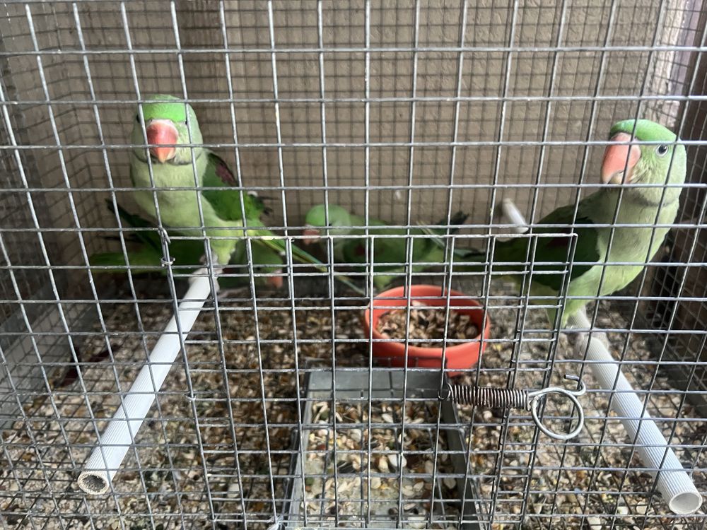 Grande Alexandrinos Domesticados