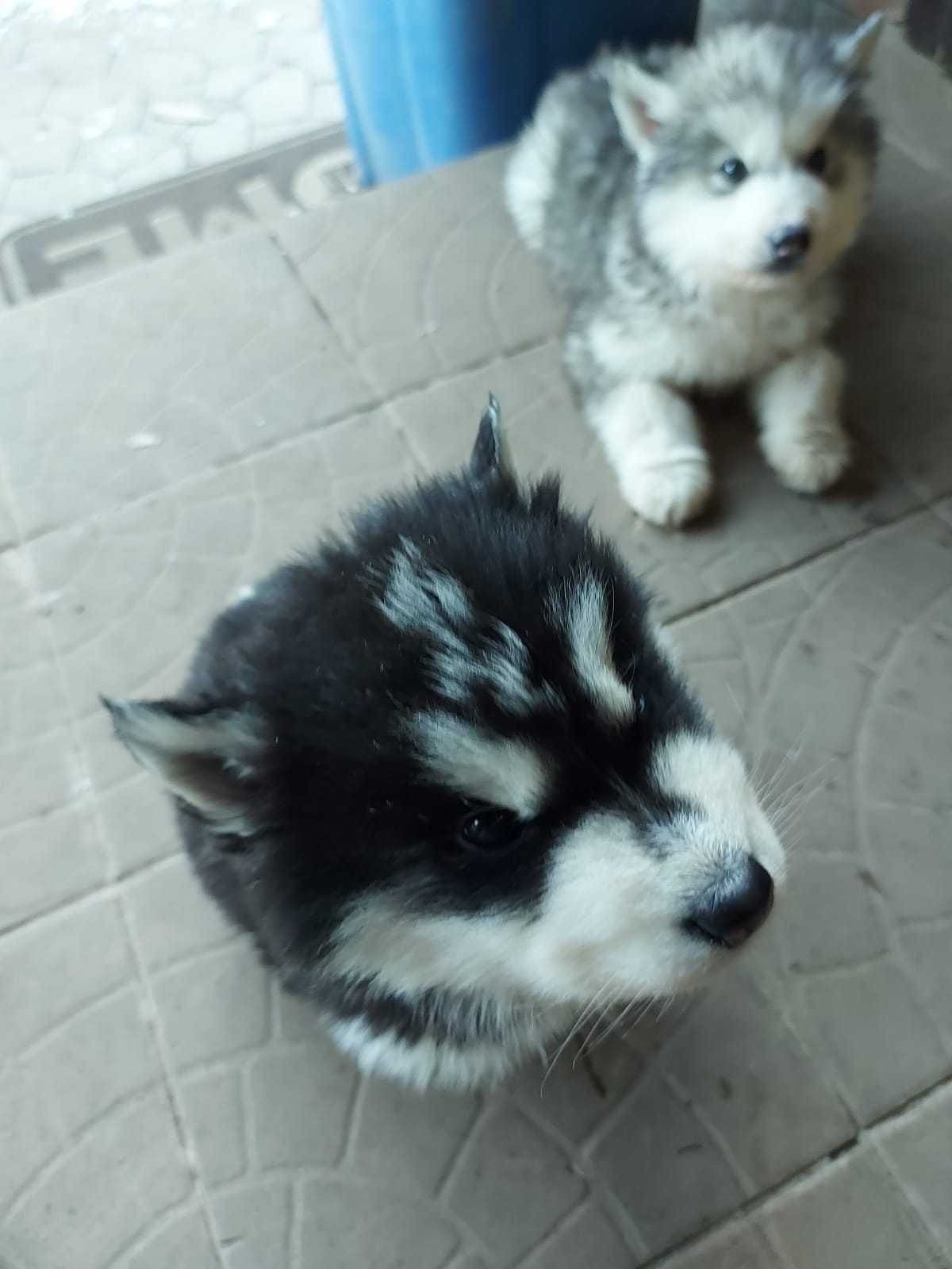 Siberian Husky Puppies