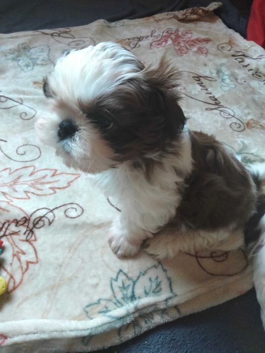 Śliczny szczeniak rasy Shih Tzu