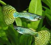 Guppy cobra/tiger Yellow e Green