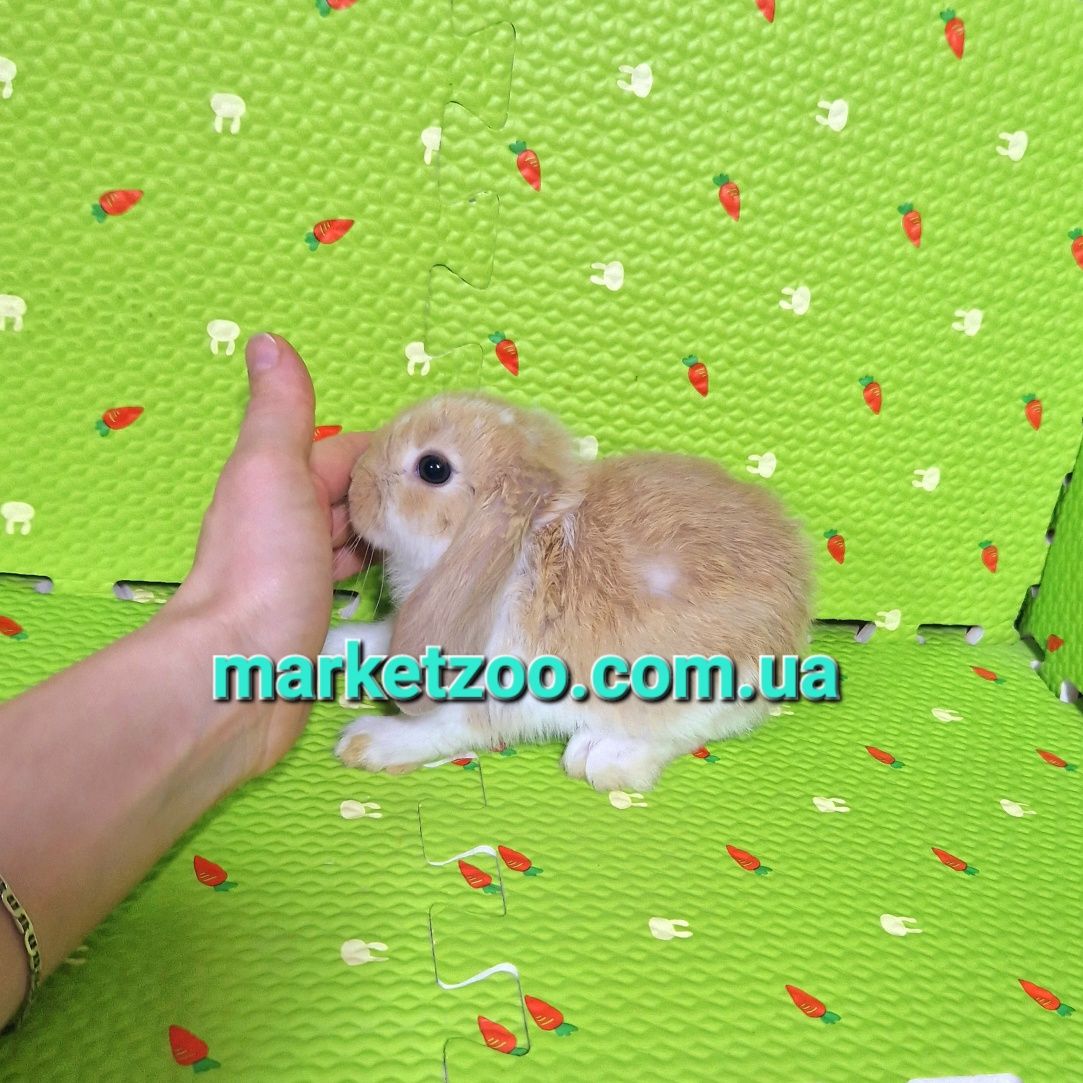 Мини міні mini lop висловухий баранчик плащовий хлопчик