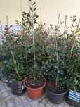Vendo plantas eugénia myrtifolia de vários tamanhos