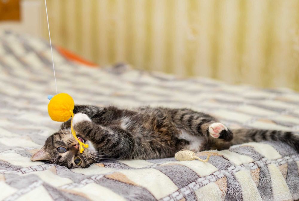 Котик Масік шукає родину