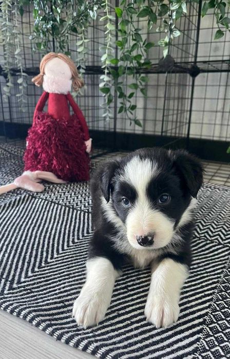 Border Collie - suczka