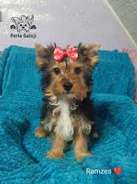 Yorkshire terrier śliczny piesek