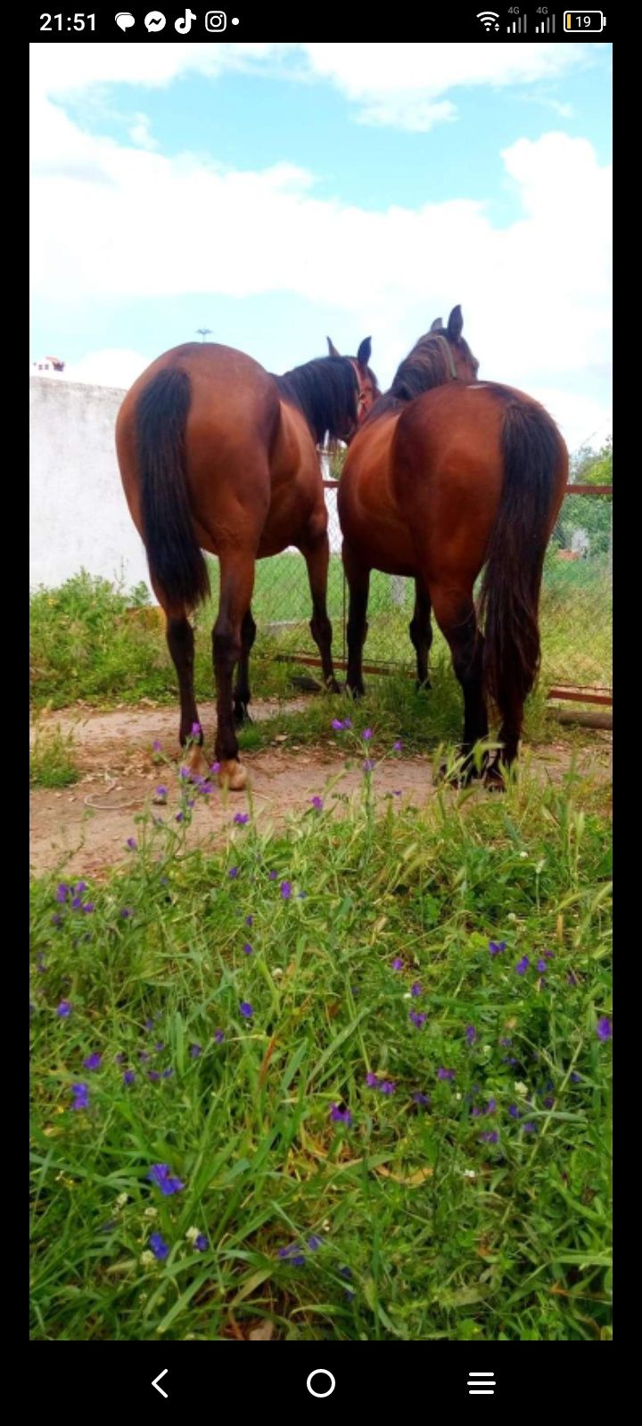 Vendo duas éguas castanhas