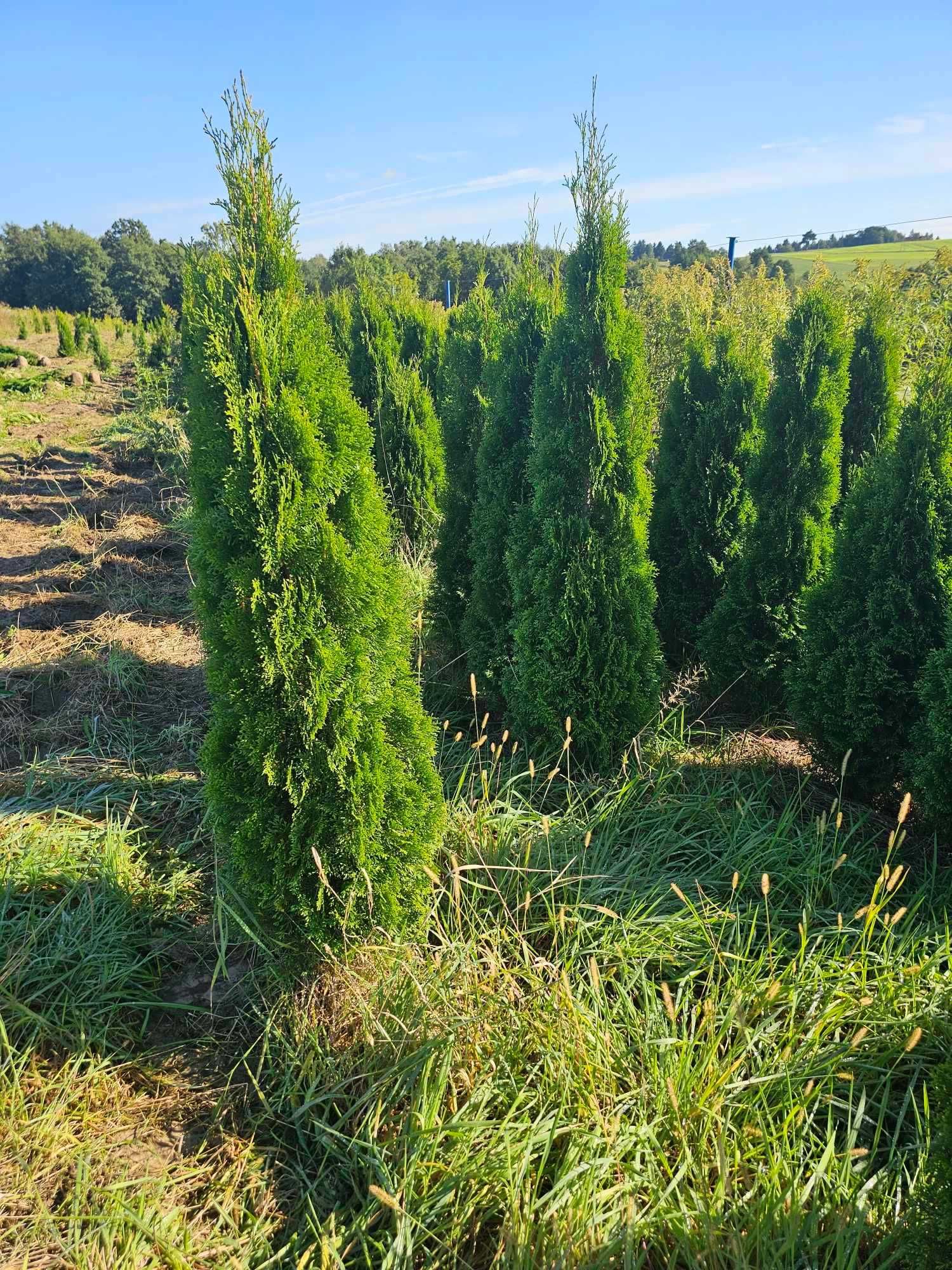 Thuje thuja tuja tuje szmaragd 1,6-1,9 wys żywopłot