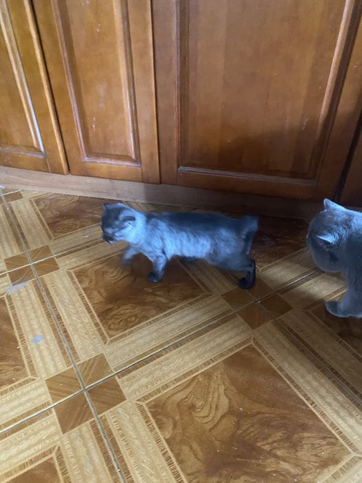 Шотландка БонЯ 3 месяца Скоттиш Фолд