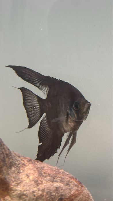 Peixe escalar Preto