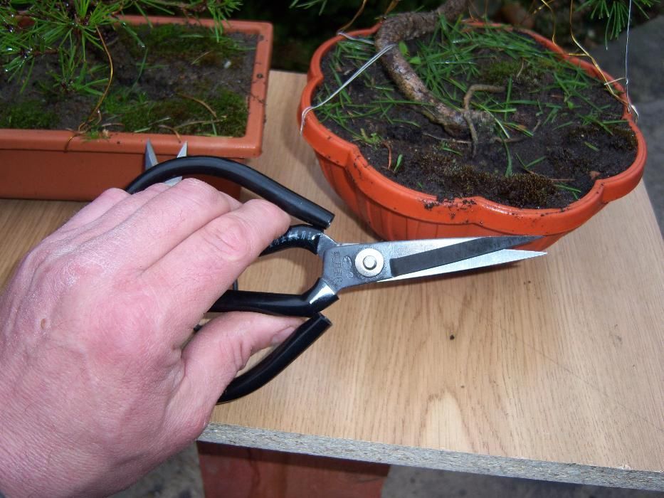 ножницы "Ashinaga Basami” большие для бонсай