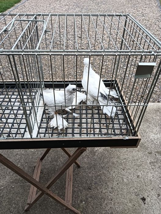 Gołębie ozdobne winerki