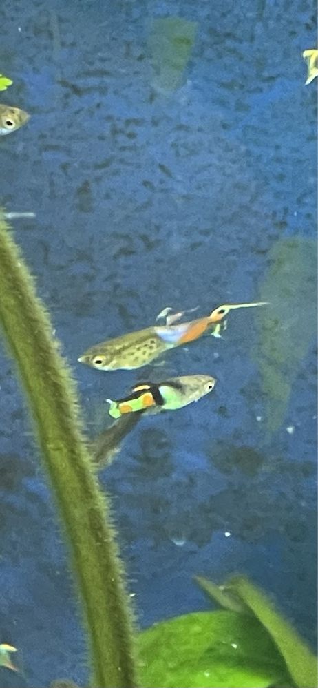 Guppys para venda
