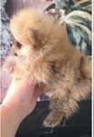 Spitz Anão.Lulu da Pomerânia .Lop Afixo. Tamanho Super mini