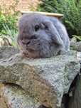 Króliki Baranki Mini lop