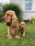 Szczeniak Cocker Spaniel Angielski piesek Albin