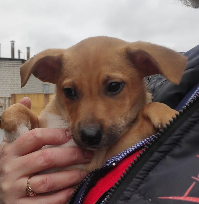 Щенки добрым людям