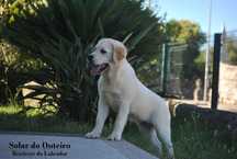 Labrador Retriver com LOP