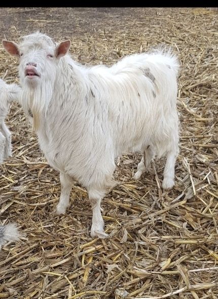 Продам   гарного цапика