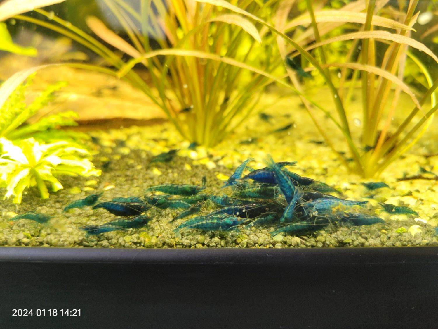 Krewetki blue velvet neocaridina