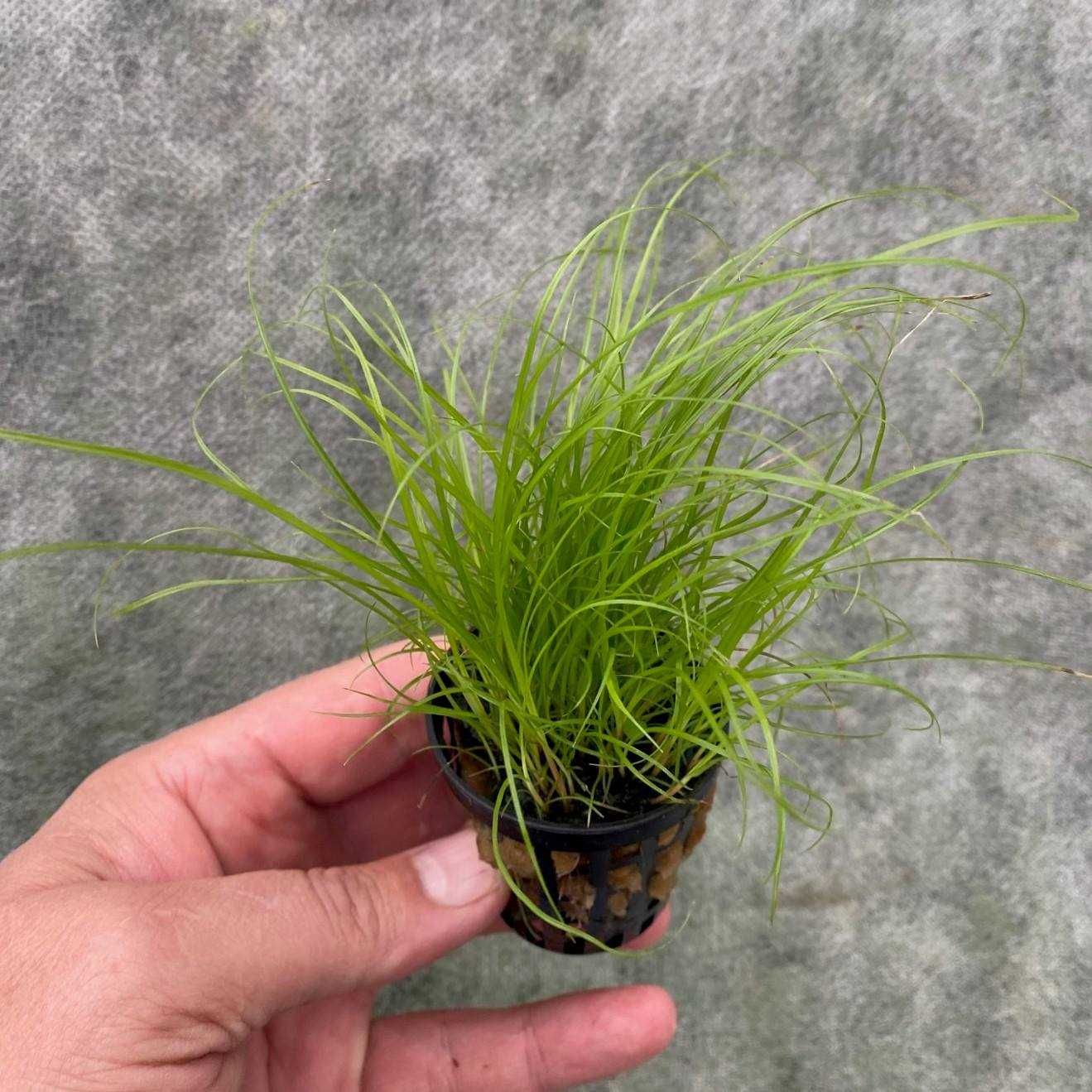 Cyperus - roślina akwariowa - koszyk - plantacja