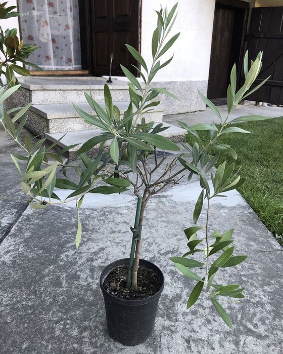 Oliwka drzewko oliwne