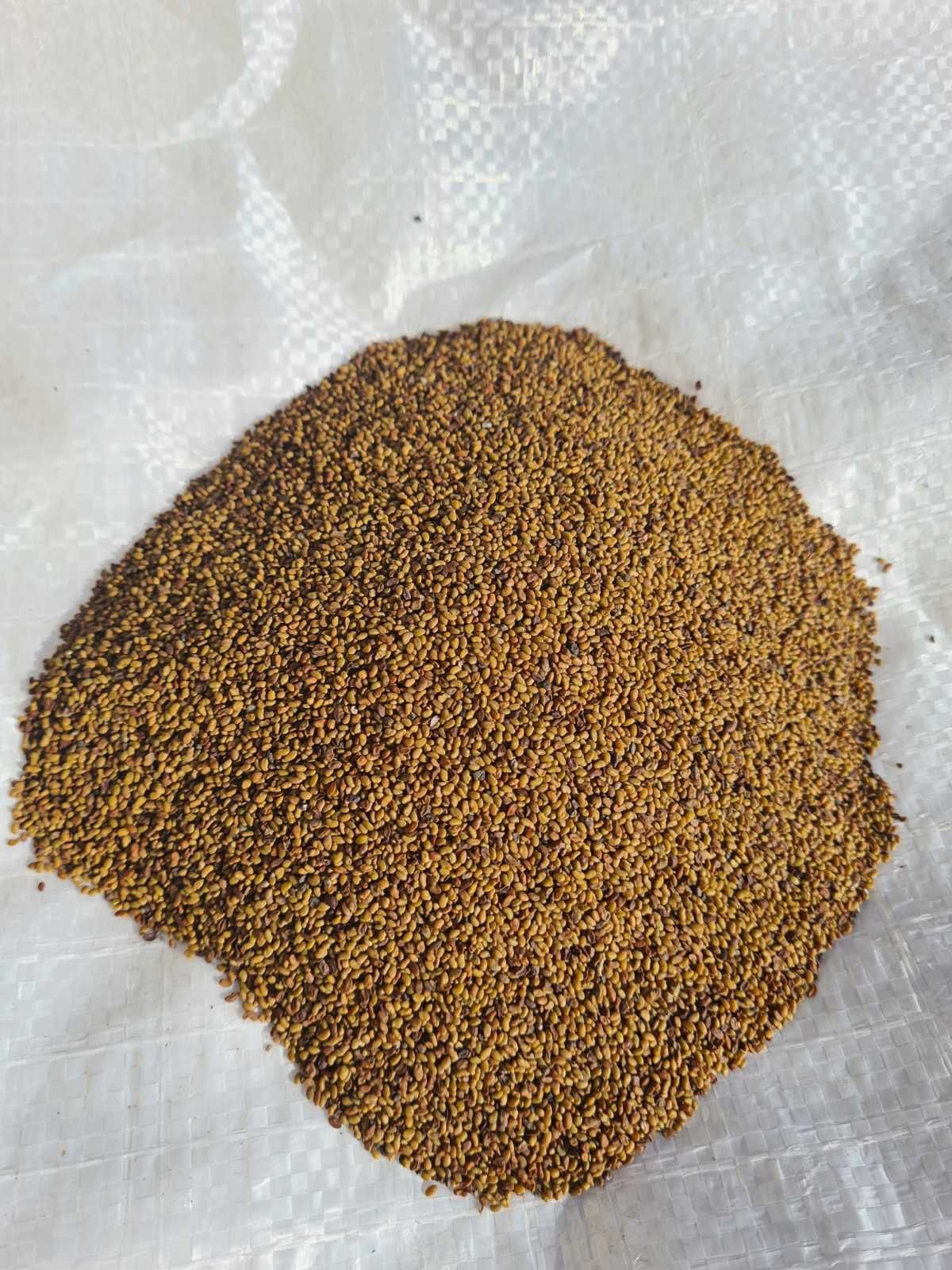 Семена суданки! Качественные семена! Отправка от 1кг