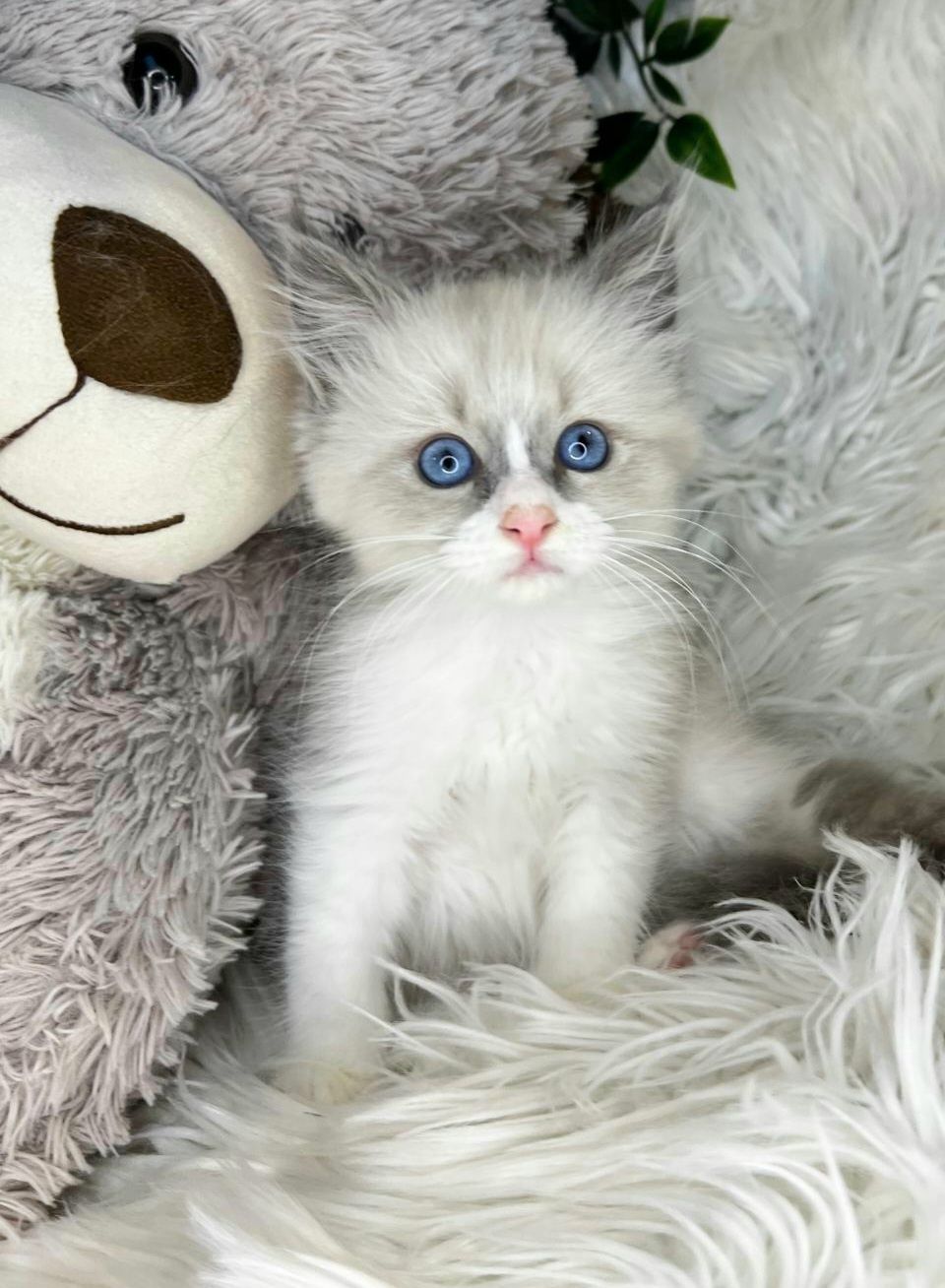 Kot Kotka Ragdoll Rezerwacja Rodowód Badania Genetyczne Wyprawka