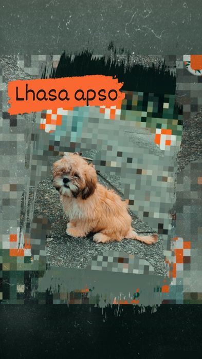 Lhasa apso kuzyn shih tzu