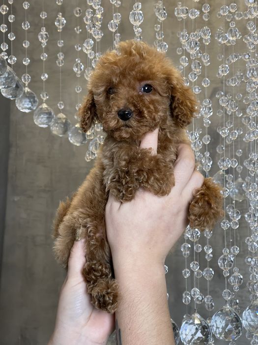 Хлопчик той пудель