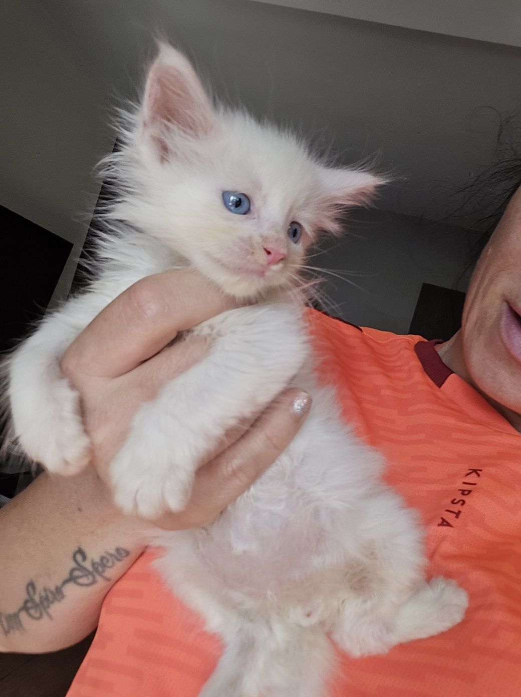 Maine coon Felis Polonia kocurek