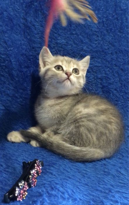 Шотландские прямоухие котята