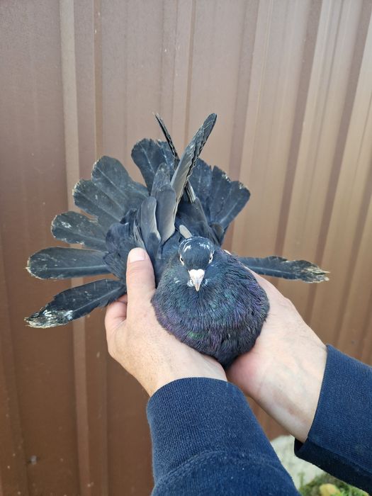 Orliki szariki gołębie