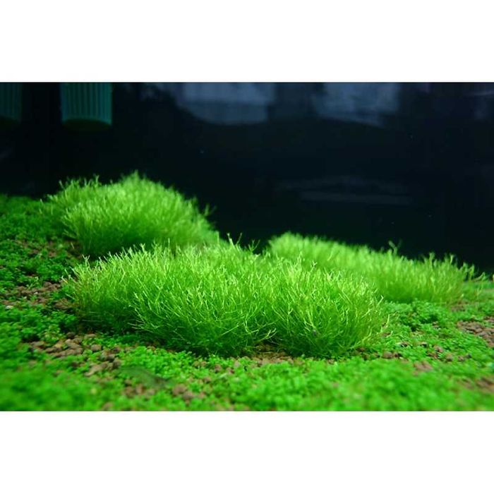 Plantas Tapete | Riccia Fluitans | Musgo de Java - Planta Aquário