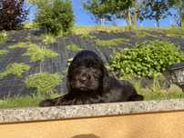 Piesek cocker spaniel angielski czarny