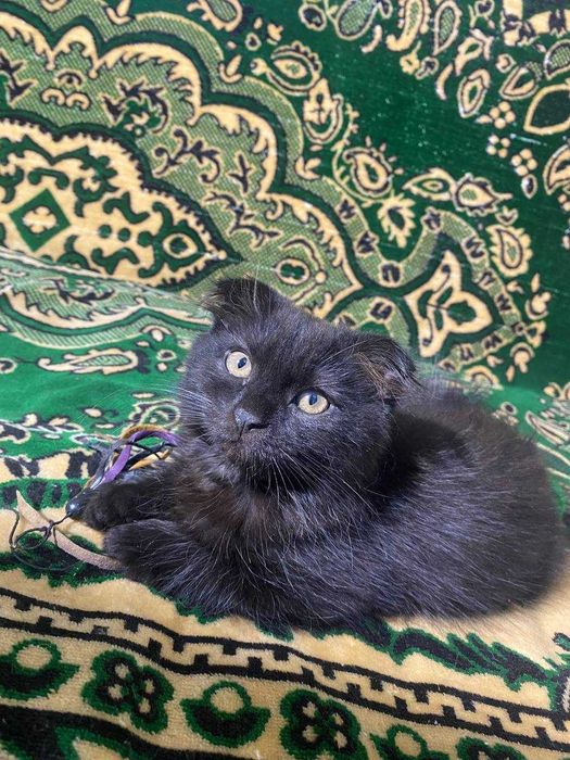 Британский котенок, девочка, очень  классная, плюшевая