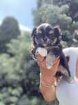 Chihuahua dlugowlosy FCI