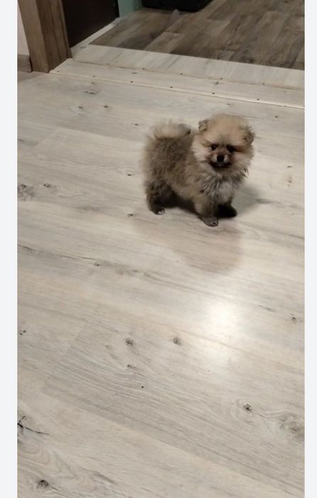 Померанский шпиц, девочка