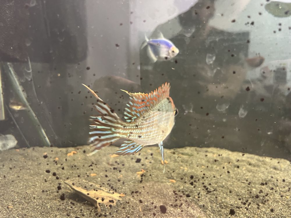 Ziemiojad geophagus tapajos red head samiec dorosły