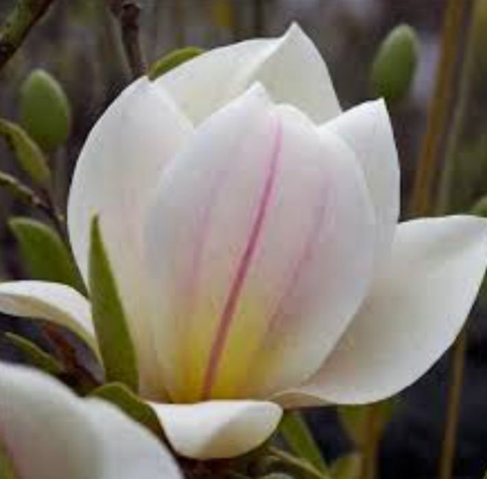 Магнолія Сакура Рододендрон Азалія Гібіскус Гортензія Піони