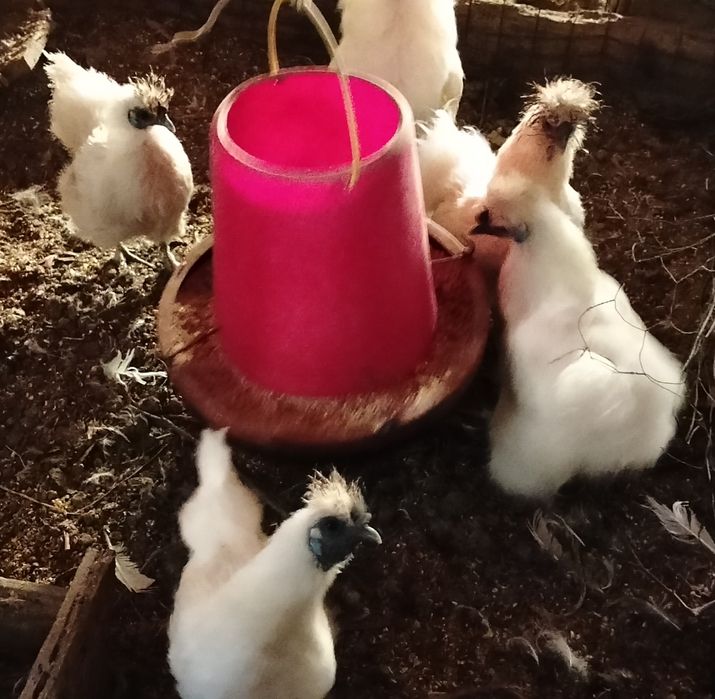 Aves de raça pura.