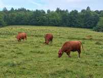Sprzedam Angus Czerwony