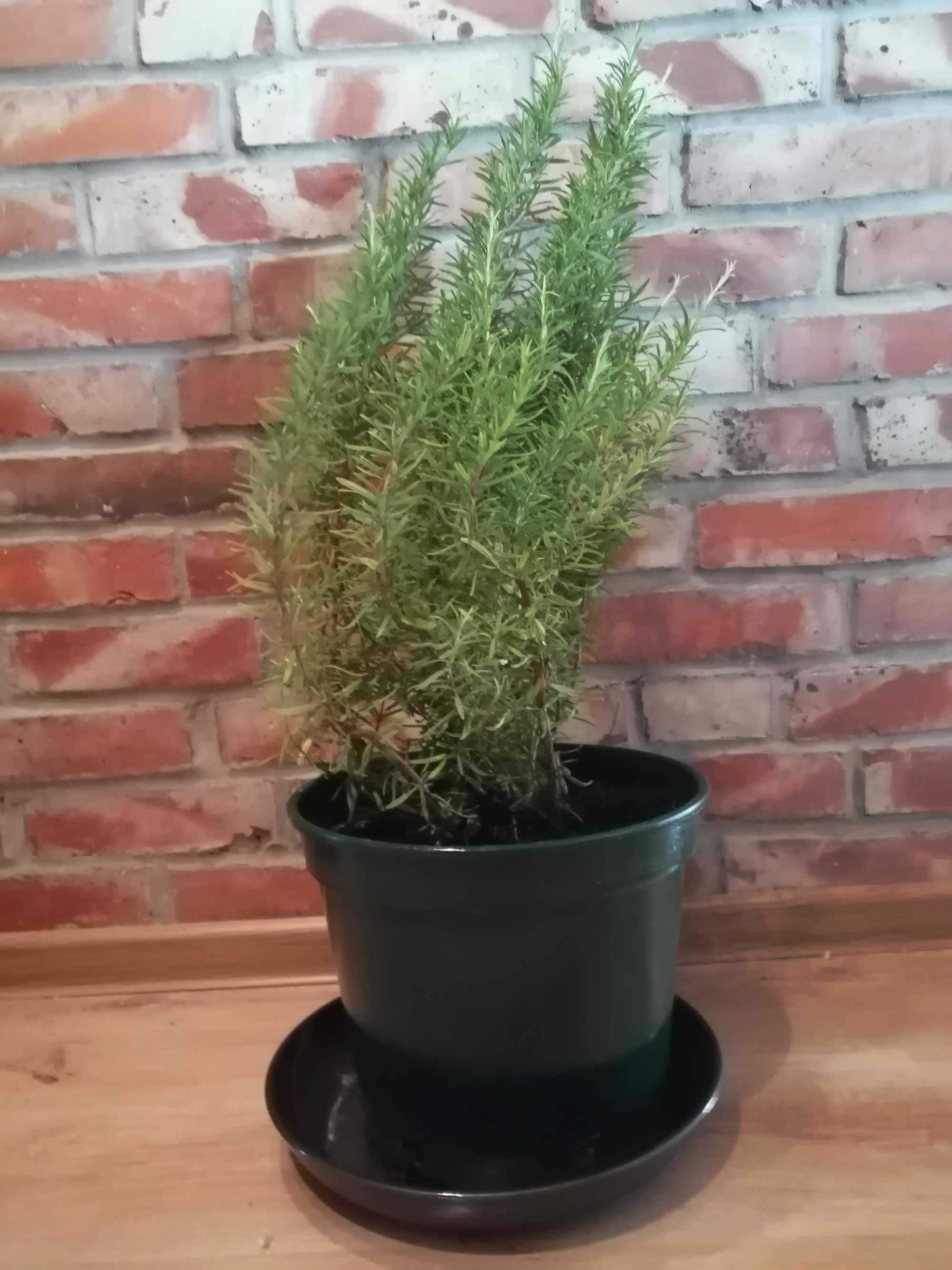 Doniczki produkcyjne 10 L litrów WYSOKIE 29cm 10L GRUBE