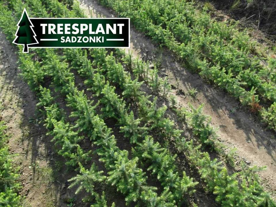 OPOLE Sadzonki Świerk Serbski Omorica 2/1 / jodła kaukaska srebrny