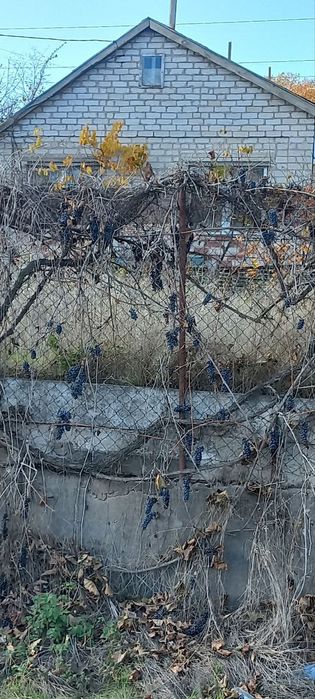 Продам или сдам  дачу Солнечное.