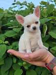 Chihuahua cudowne maluszki