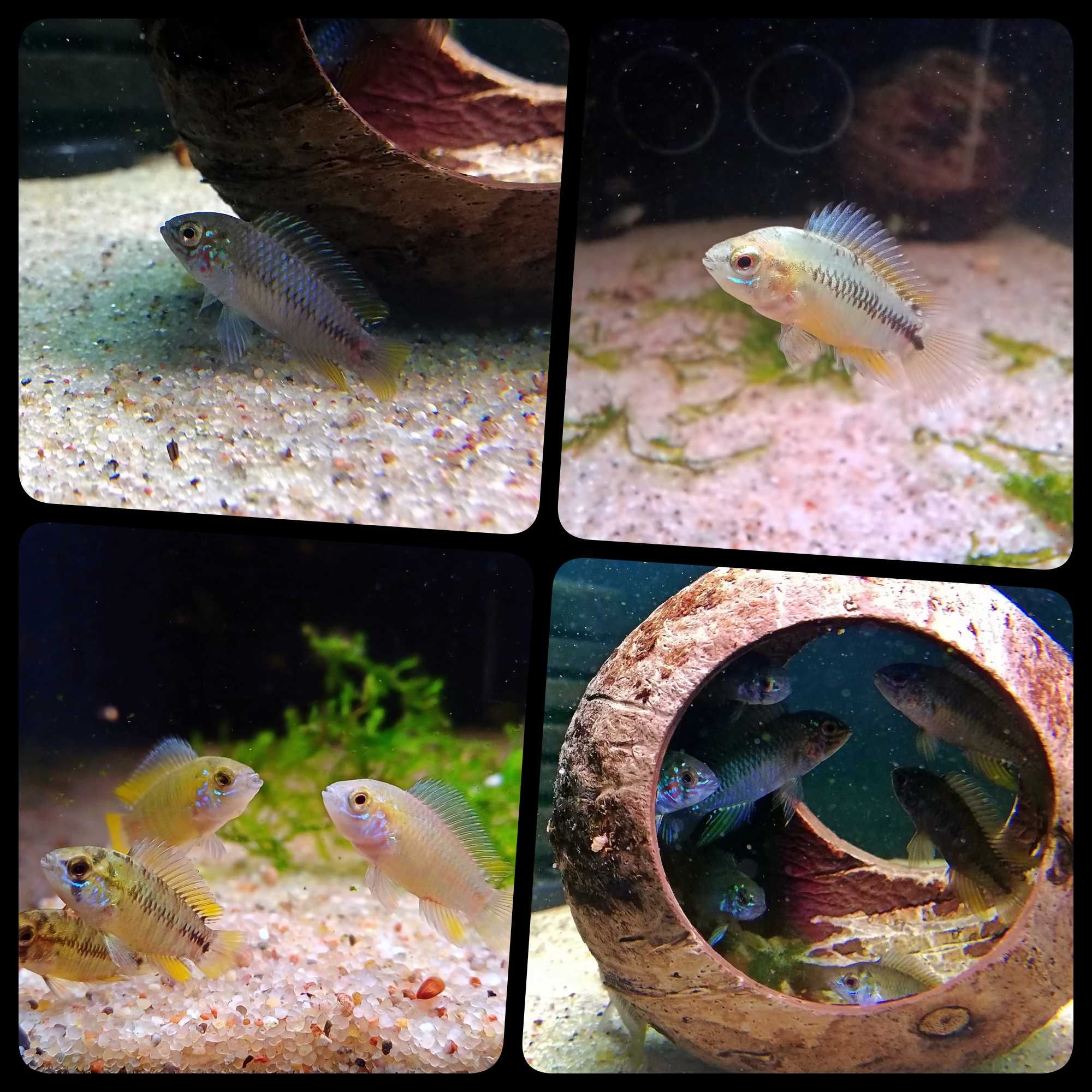 Pielęgniczka Apistogramma borelli "Opal" - AQUASZOP