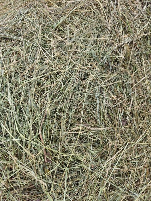 Sprzedam siano dla królików i gryzoni 3 kg