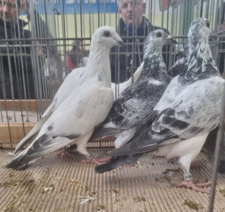 Młode gołębie pocztowe 3, 4 lęg, szpaki