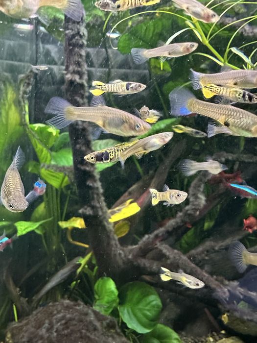 Gupik Endlera Yellow Tiger